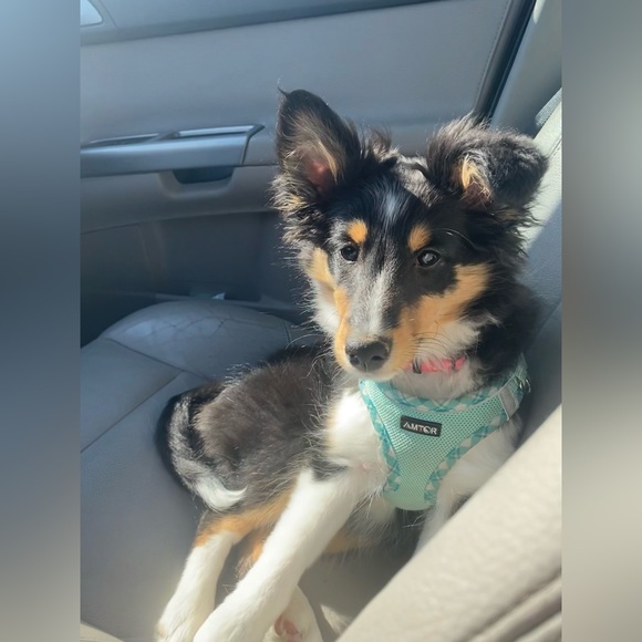 Posh Show!! Like this post to get notified when I go live! - Picture 4 of 11